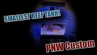 Smallest reef tank in the world? The PNW Custom Micro Reef Tank!