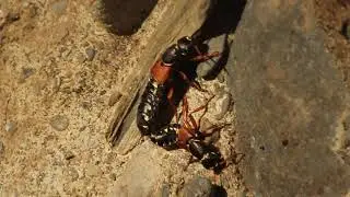 Staphylinus caesareus