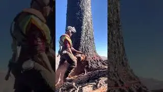 Big Ol butt swell. #chainsaw #logging #stihl #stihl500i #caldorfire #fire