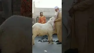big chatra bakra mandi #birds #goat #animals #swataseels #eagleowl Rajab but bakra biggest chatra