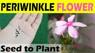 GROWING VINCA OR PERIWINKLE FROM SEEDS + VINCA SEED COLLECTION - @SproutingSeeds