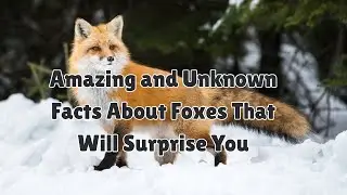 Amazing and Unknown Facts About Foxes That Will Surprise You
