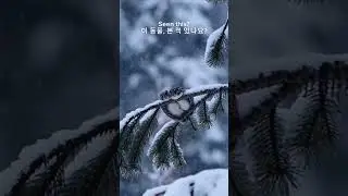 An Unidentified Forest Animal