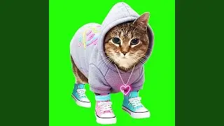 OIIA OIIA FEEL Spinning CAT