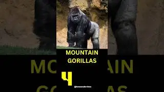 (Day 36/100)  Top 10 Endangered animals #music #song #beats #animals #endangeredspecies #wildlife