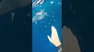 Securing a massive shark mackerel for chum #spearfishing #freediving #mackrell