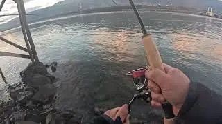 Big walleye fish 