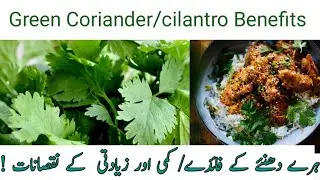 Green Coriander/Cilantro Benefits / Harms Of Deficiency And Excess / ہرے دھنئے کے فائدے اور نقصانات