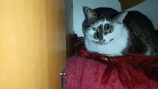 2.00 НОЧИ: ДАЛИ СВЭТ, ВСЁ ВКЛЮЧЕНО!!🤷‍♀️ ДВИЖ В РАЗГАРЕ!😸 МАЛЫШ ЗЛОЙ!🙀