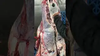 Cutting up the bison #beef #cutting tips