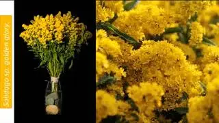 Cultivo de Solidago (Solidago sp)