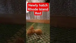 newly hatch Rhode Island Red #rir #heritagechicken #brownegg #rhodeisland #saifarmingtv