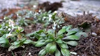 Spring draba (Draba verna) - 2013-03-03