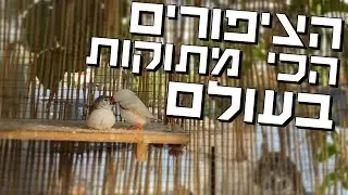זברה פינק הן אולי הציפורי נוי הכי נפוצות וקלות לרבייה