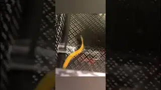 Color changing fish