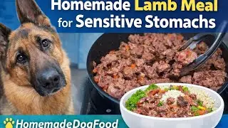 Homemade Lamb Meal for My Dog  Cooking for Sensitive Stomach