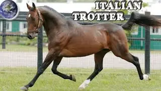 TOP Beautiful Italian Trotter Horse in the World!