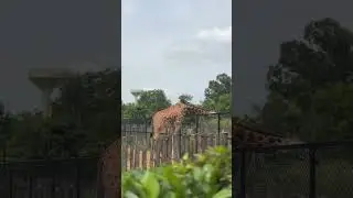 Bannerghatta National Park &ndash; Wildlife Safari in Bangalore 🐅