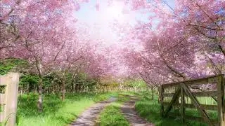 Springtime Ambience┃ Birdsong, Sheep Bleating┃ Walking on a Path in Spring