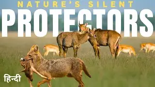 River Guardians: Nature&rsquo;s Silent Protectors | Animal Planet in Hindi | Discovery