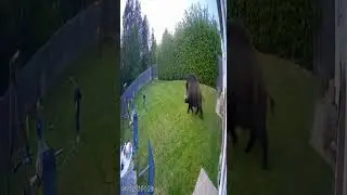 Дикий кабан переворачивает детский батут #животные