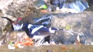 Spotted Forktail Bird Video