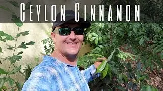 Growing True Ceylon Cinnamon