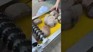 Coconut shell cutting machine