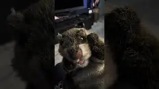 Otter&rsquo;s still shy&hellip;