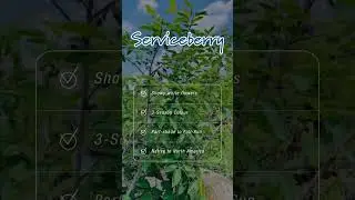 Tree Feature - Serviceberry 🌳