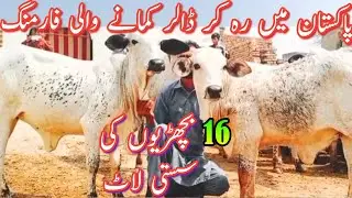 Pure Cholistani Sahiwal Bachrian For Sale Near Madrassa Mandi || Dairy Farming Cattle