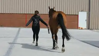 JARESAH - 2014 - Mare - Zirocco Blue VDL X Namelus R - Clinique