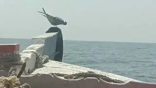 Sea ⛵ Bird 🕊️@ij fishing vlog
