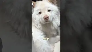 Why is the puppy crying?#love #animals #rescue #shorts #funnyshorts #dog