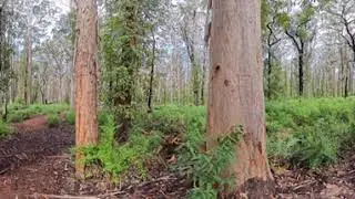 Boranup Forest WA 2025 | Epic VR Walkthrough Among Giant Karri Trees | Insta360 X5