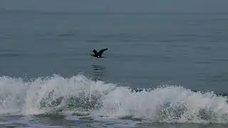 🌍 ORIGINAL CINEMATIC INTRO FOR A NATURE & WILDLIFE DOCUMENTARY 🦅