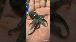 OCEAN ANIMALS ☠️#ai #ocean #viral #viralvideo #shorts #viralshorts