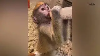 Don&rsquo;t take a bottle from a monkey