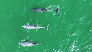 Dolphins Pod 7/4/23- Hamptons Drone 4 K Footage