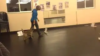 Anila Rondeau & Archie Rally FrEe Intermediate CR competition Nov 2016