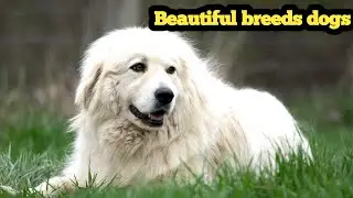 Best 10 Most Gorgeous Dogs in the World | Top 10 Most Beautiful Dog Breeds in the World