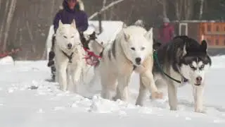 Dog Sledding in Stowe, VT