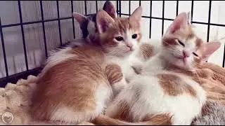 Playlist(cat purring) - Cozy Cat Moments 🐾💤