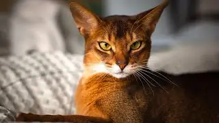 Things you need to know about your Abyssinian cat 🐈