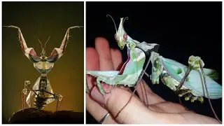 Devil's Flower Mantis | A Deadly Deceptive Beauty