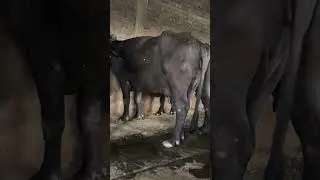 Jai baba ki #viral #farming #dairyfarm #hardwork #village #chora
