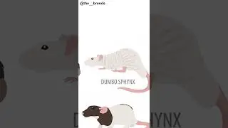 Rat Breeds Part-02 [Dumbo Sphinx] #rat #animals #rats #animalsoftiktok #animalsworld #dumbosphinxrat