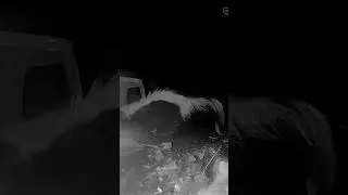 The Return of Debra the Skunk???