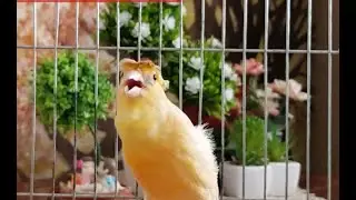 Super Canary singing - Active live for breeding and training