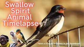 Swallow Spirit Animal Painting